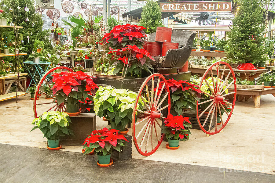 Christmas Carriage at the Watering Can Photograph by Marilyn Cornwell