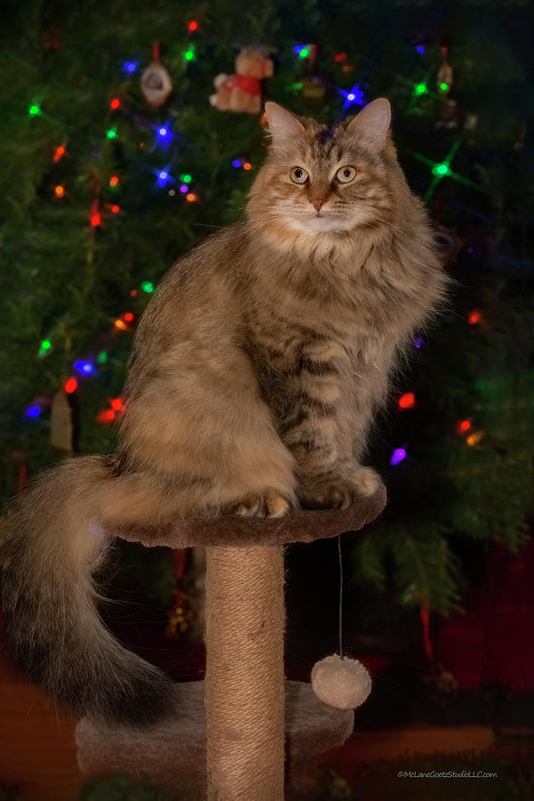 Christmas Cat Pose Photograph by LeeAnn McLaneGoetz McLaneGoetzStudioLLCcom