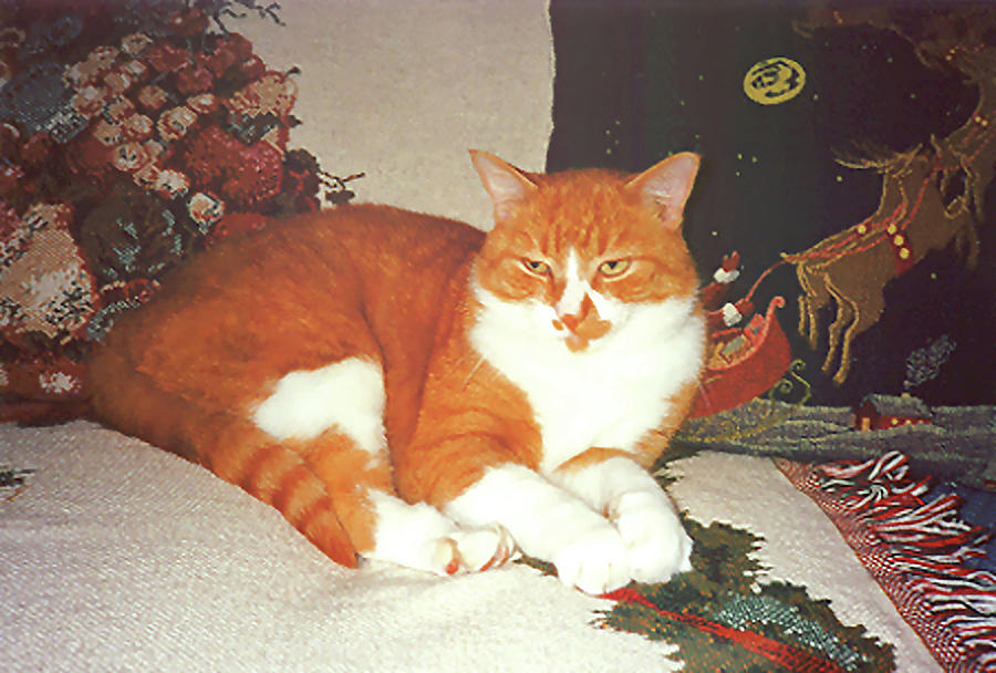Christmas Cat Photograph
