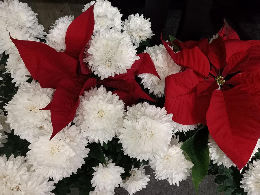 Display Photograph - Christmas Combo Flowers  by Vickie G Buccini
