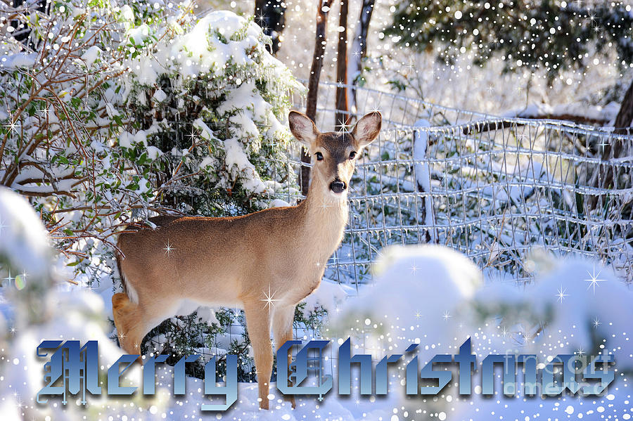 Christmas deer in the snow posing for this card.  Photograph by Gunther Allen