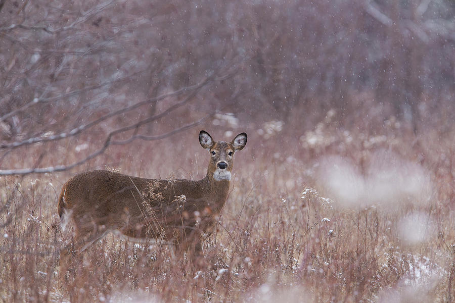 Christmas Deer Photograph By Mircea Costina Photography Fine Art America