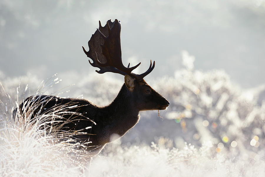 Deer Photograph - Christmas Deer by Roeselien Raimond