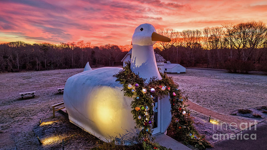 Christmas Duck Photograph by Sean Mills