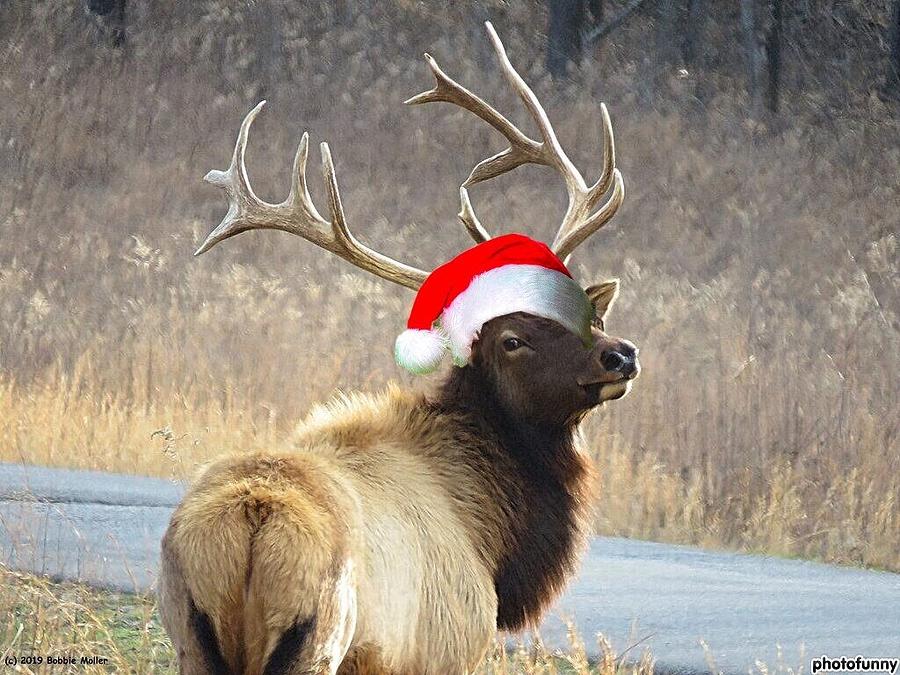 Christmas Elk Photograph by Bobbie Moller - Fine Art America