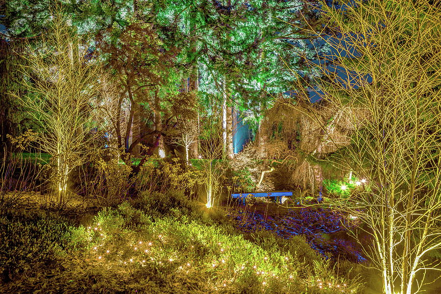 Christmas fantasy at night in the forest  Photograph by Alex Lyubar