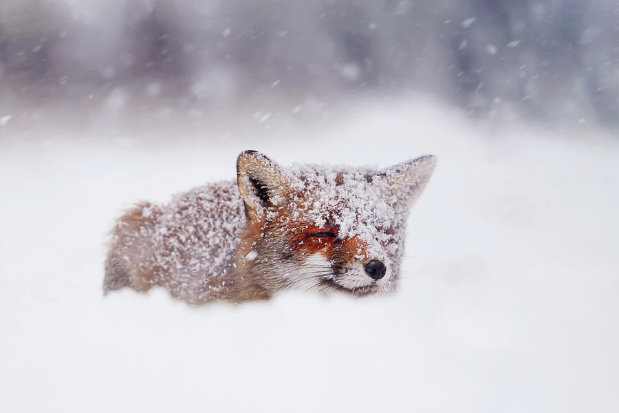 Winter Photograph - Christmas Fox by Roeselien Raimond