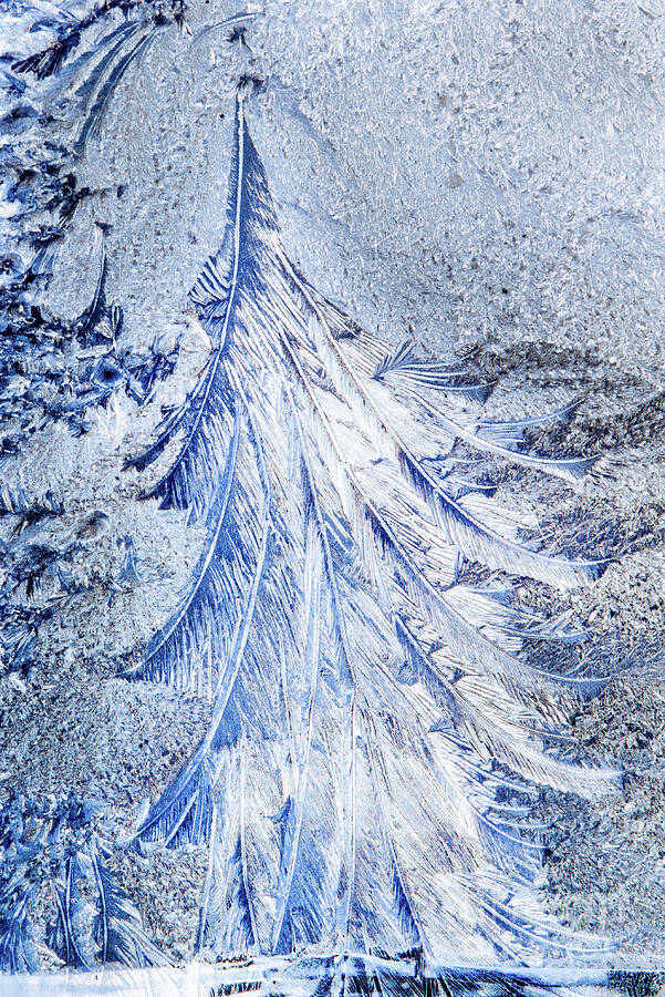 Christmas Frost Photograph by Marilyn Cornwell Christmas Frost Photograph by Marilyn Cornwell