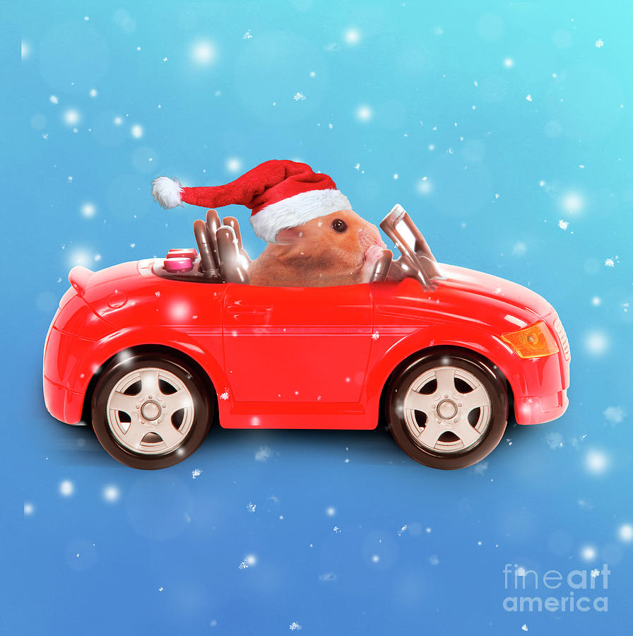 Christmas Hamster driving miniature sports convertible car