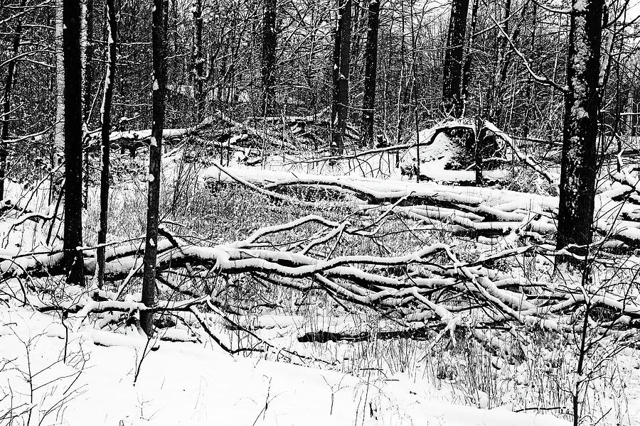 Christmas Hiking Trail 2 BW 052122 Photograph by Mary Bedy