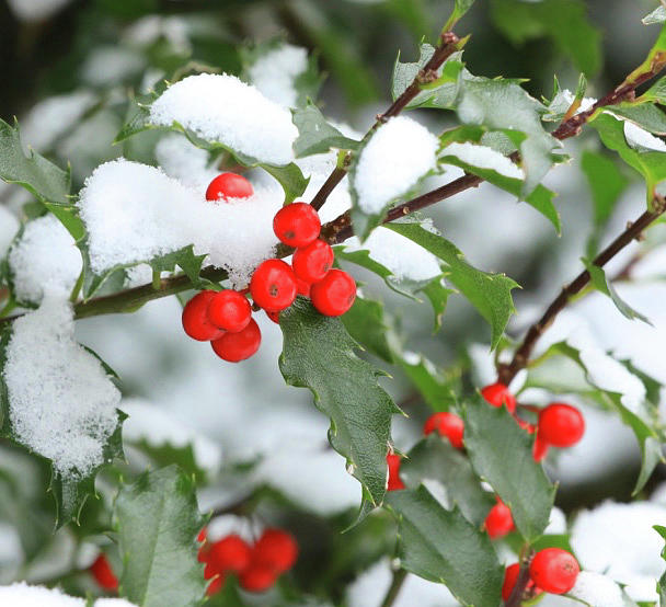 Christmas Holly Berries Photograph by Tina M Daniels Whiskey Birch ...