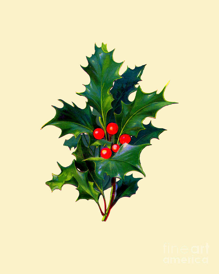 Nature Digital Art - Christmas Ilex Branch by Madame Memento