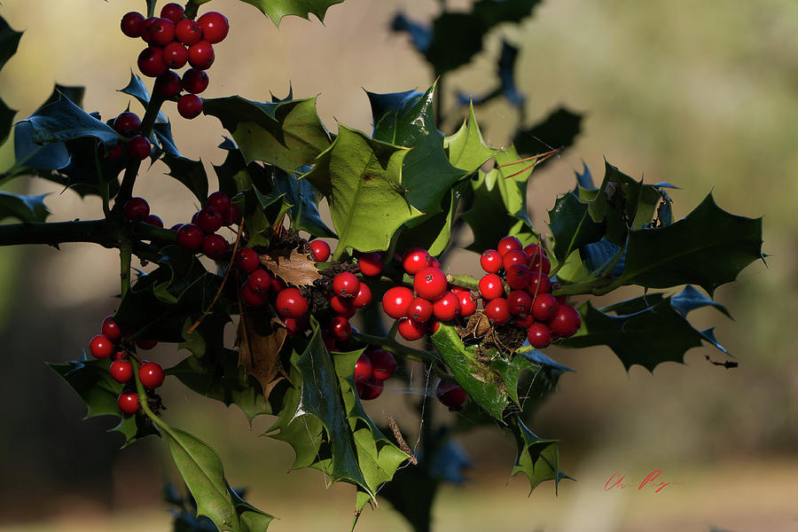Christmas Holly Photograph by Chriss Pagani