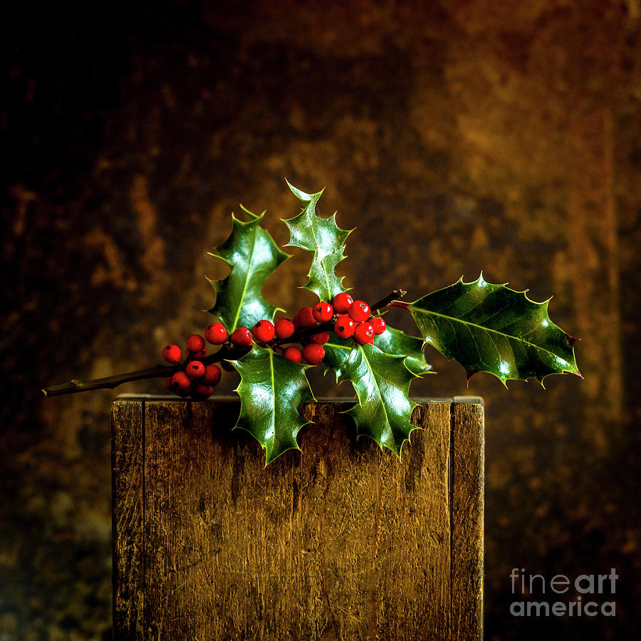 Christmas Photograph - Christmas holly on a brown background by Bernard Jaubert