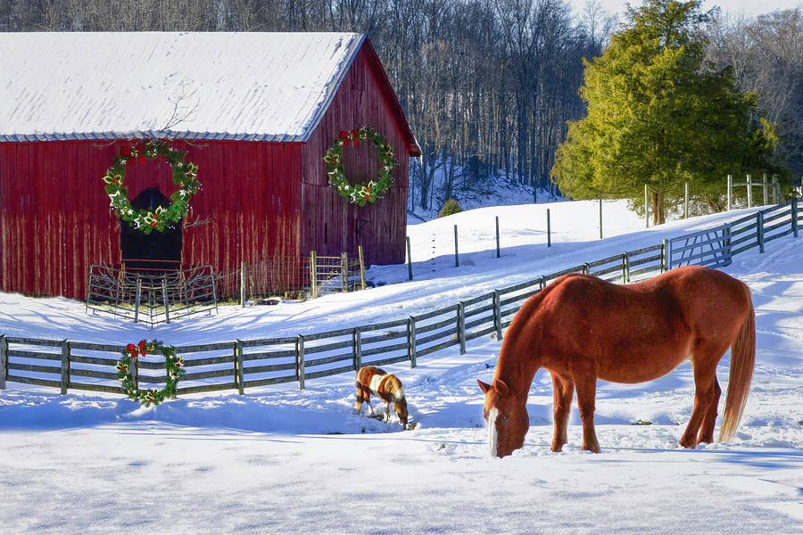 Christmas Horse Farm Photograph by Debra and Dave Vanderlaan