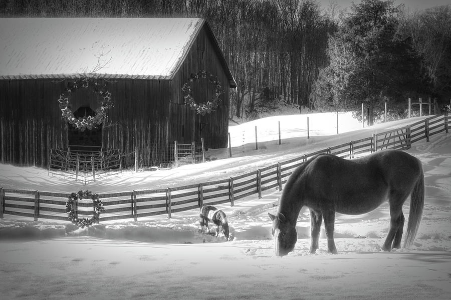 Christmas Horse Farm in Black and White  Photograph by Debra and Dave Vanderlaan