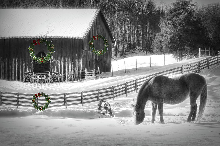 Christmas Horse Farm in Black and White with touches of color Photograph by Debra and Dave Vanderlaan