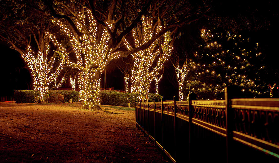 Christmas In The Park Photograph
