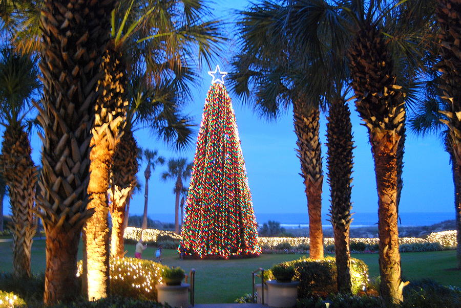 Christmas in the South Photograph by Robert Parker Pixels