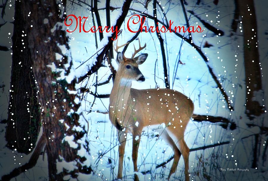 Christmas in the Woods Photograph by Mary Walchuck