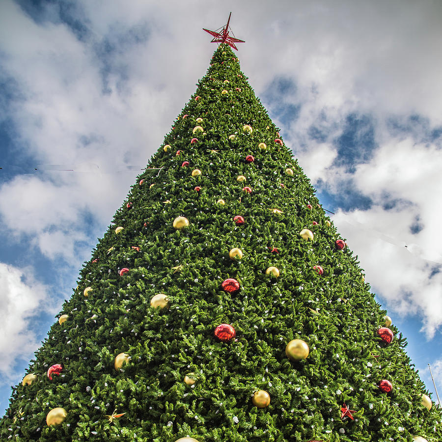 Christmas in Union Square Photograph by Edward Hernandez - Pixels