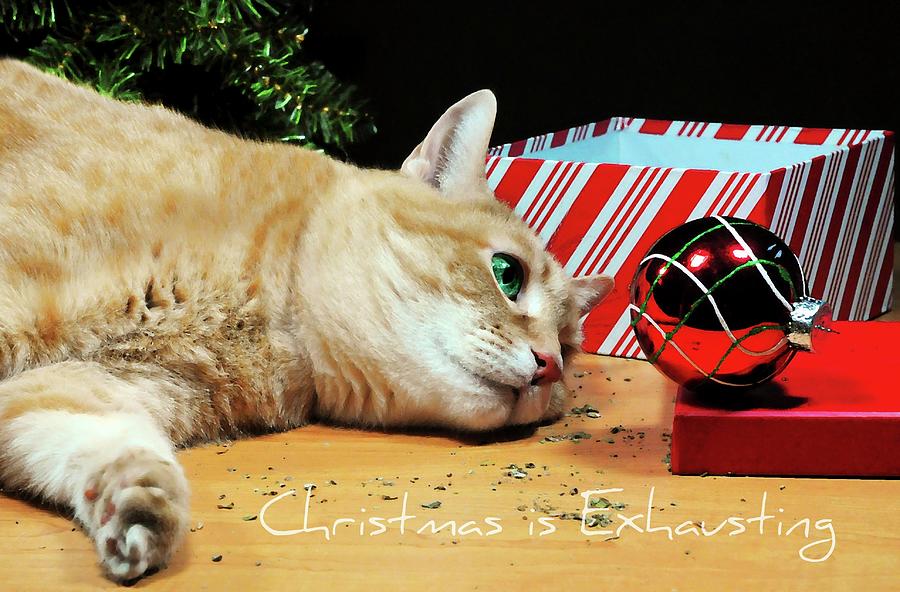 Christmas is Exhausting Photograph by Diana Angstadt