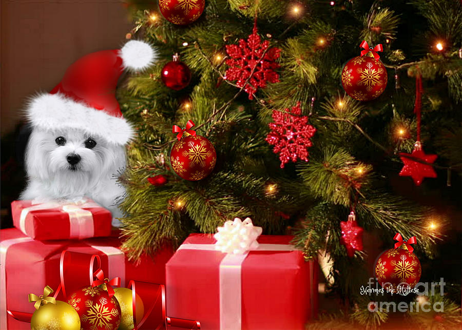 Maltese Dog Mixed Media - Christmas Joy by Morag Bates