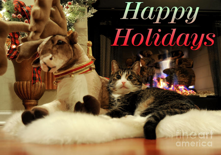 Christmas Kitty Cat Card Photograph by Gunther Allen