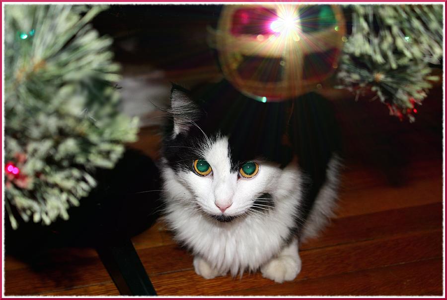Christmas Kitty  Photograph by Susan Hope Finley