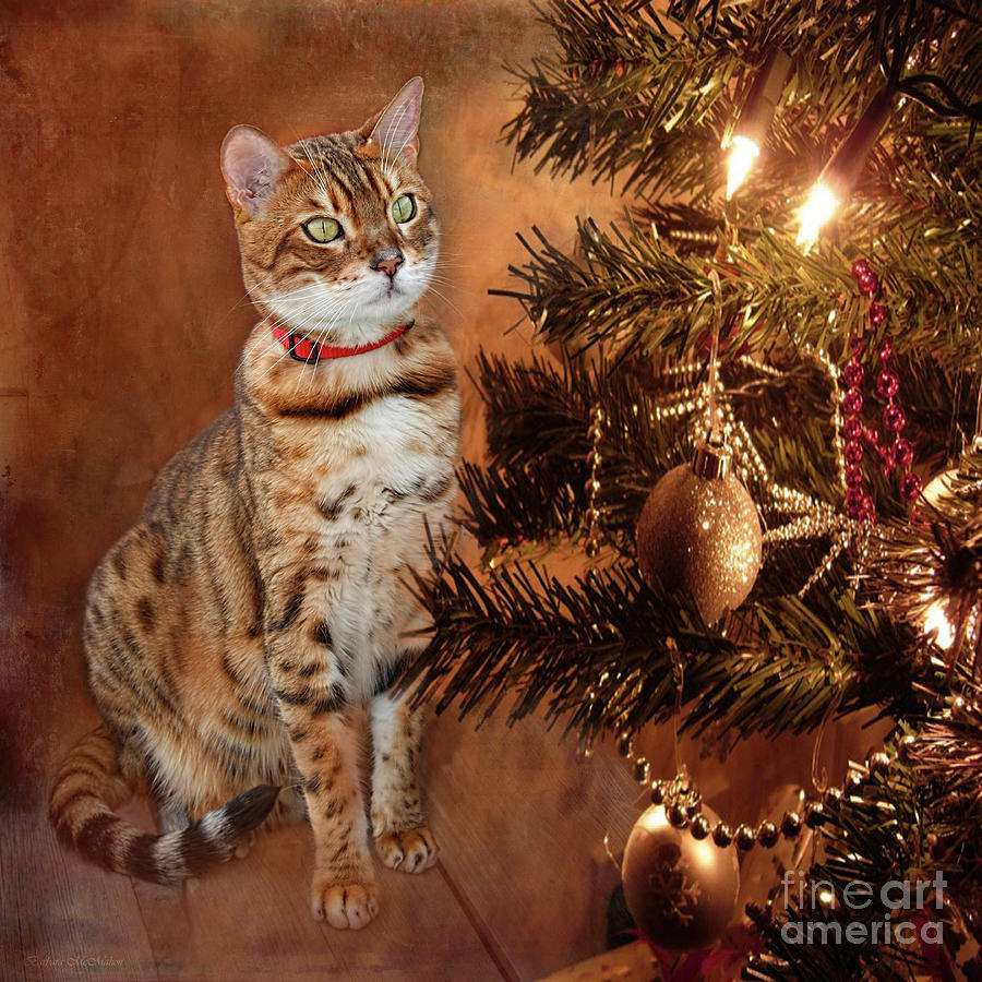 Christmas Photograph - Christmas Leopard  by Barbara McMahon