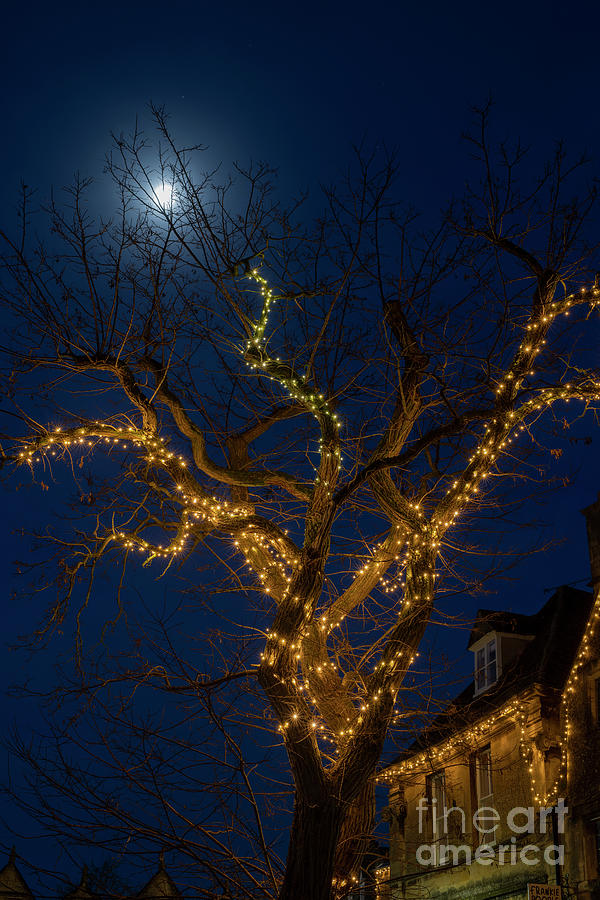 Christmas Lights in a Tree Chipping Campden Photograph by Tim Gainey