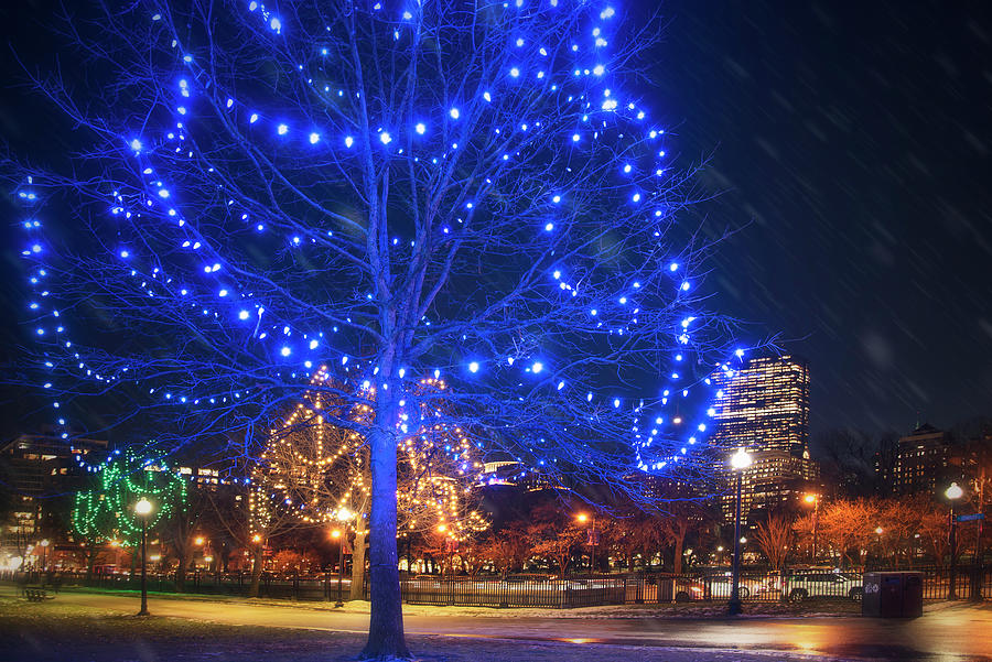 Christmas Lights On The Boston Common Photograph