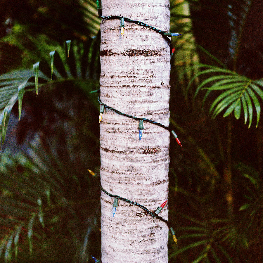 Christmas Lights Palm Tree Photograph By TJ Steib Fine Art America   Christmas Lights Palm Tree Tj Steib 