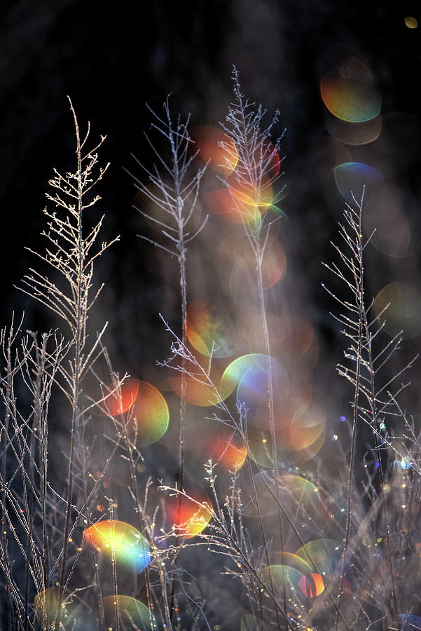 Natures Christmas lights Photograph by Robert Charity