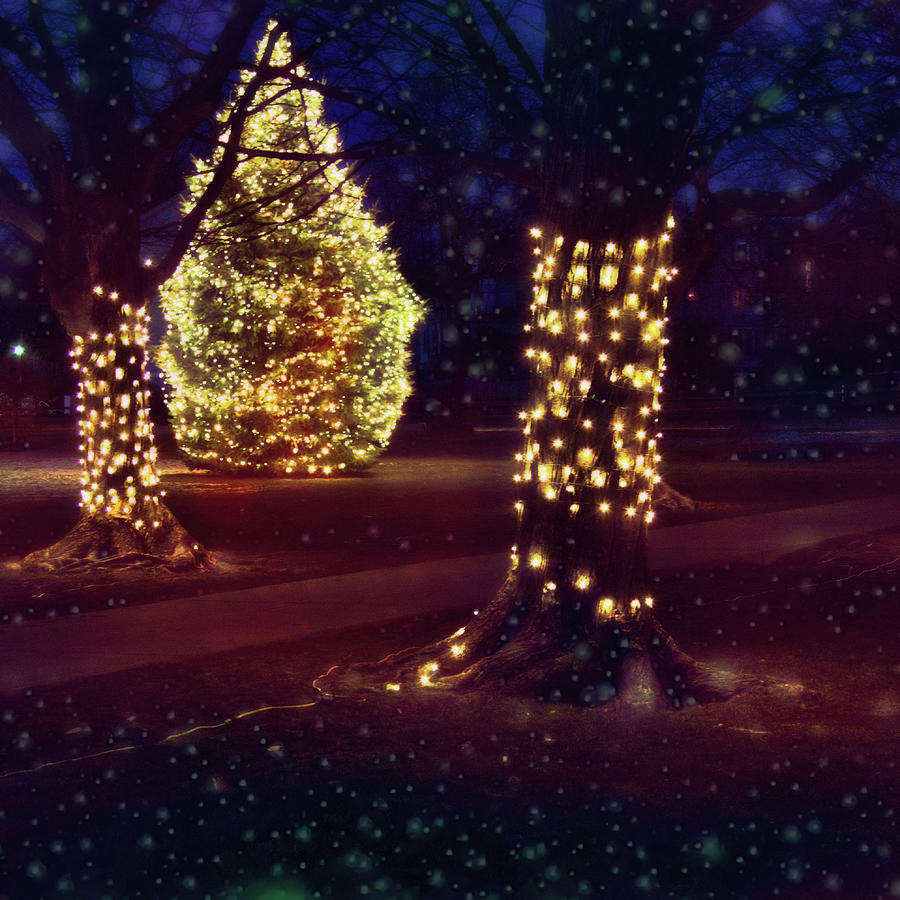 Christmas Orbs Photograph by Mike Smale Christmas Orbs Photograph by Mike Smale