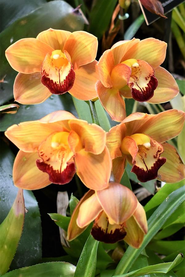 Christmas Orchid Photograph