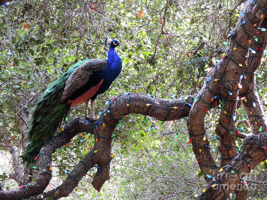 Christmas Peacock Photograph by Robert Ball Fine Art America