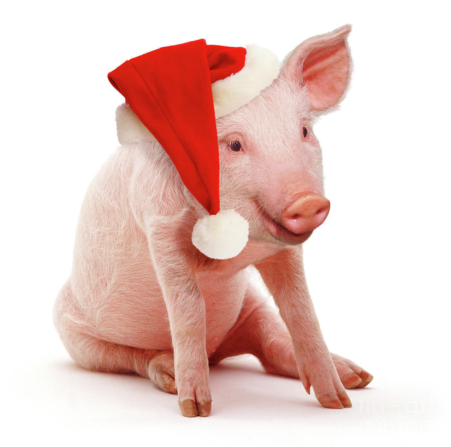 Christmas Piggy Photograph by Warren Photographic