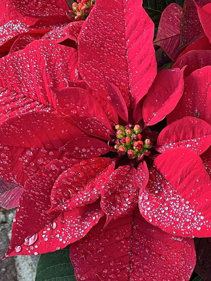 Christmas Poinsettia Photograph by Jeff Lowe