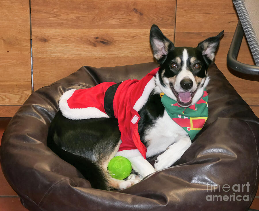 Christmas pup Photograph by Rod Jones