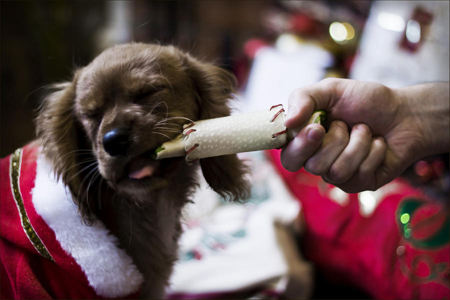 Christmas puppy dog Photograph by BlackCatPhotos