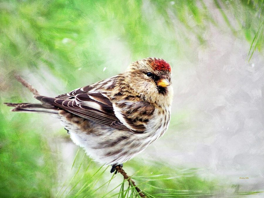 Christmas Redpoll Painting by Christina Rollo