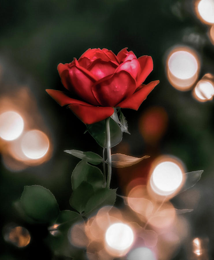 Christmas Rose Photograph by Allin Sorenson