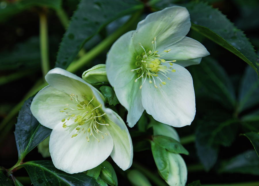 Christmas Rose Photograph by Jeff Townsend