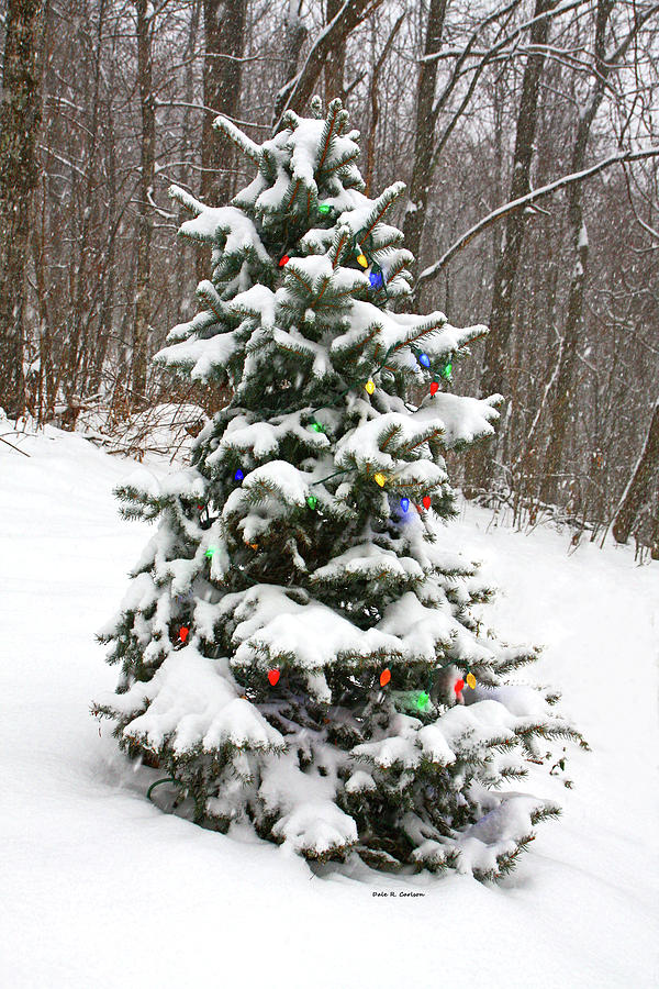 Christmas Spruce Photograph by Dale R Carlson