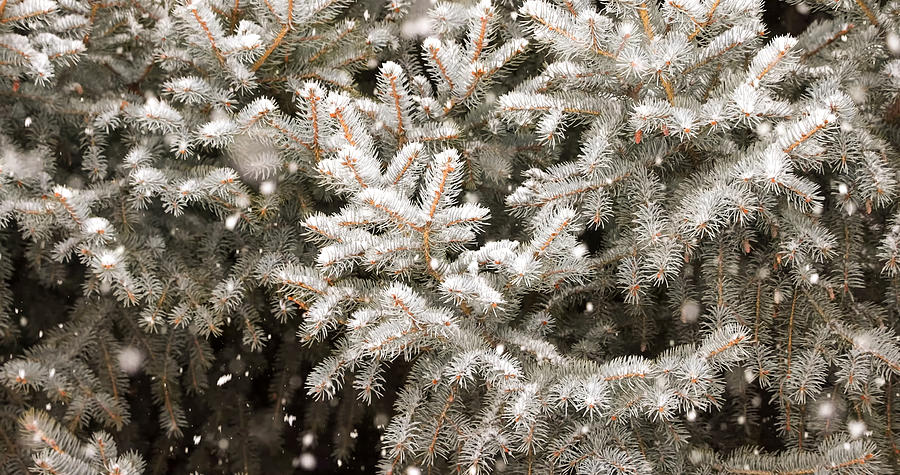 Christmas spruce tree with fresh snow on white Photograph by Swaroop ...