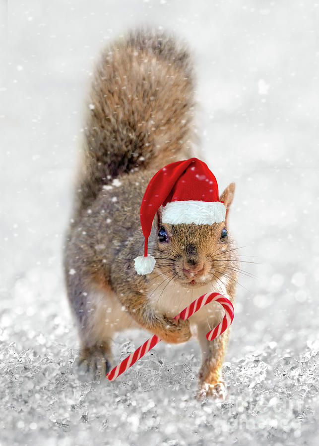 Christmas squirrel Photograph by Delphimages Photo Creations