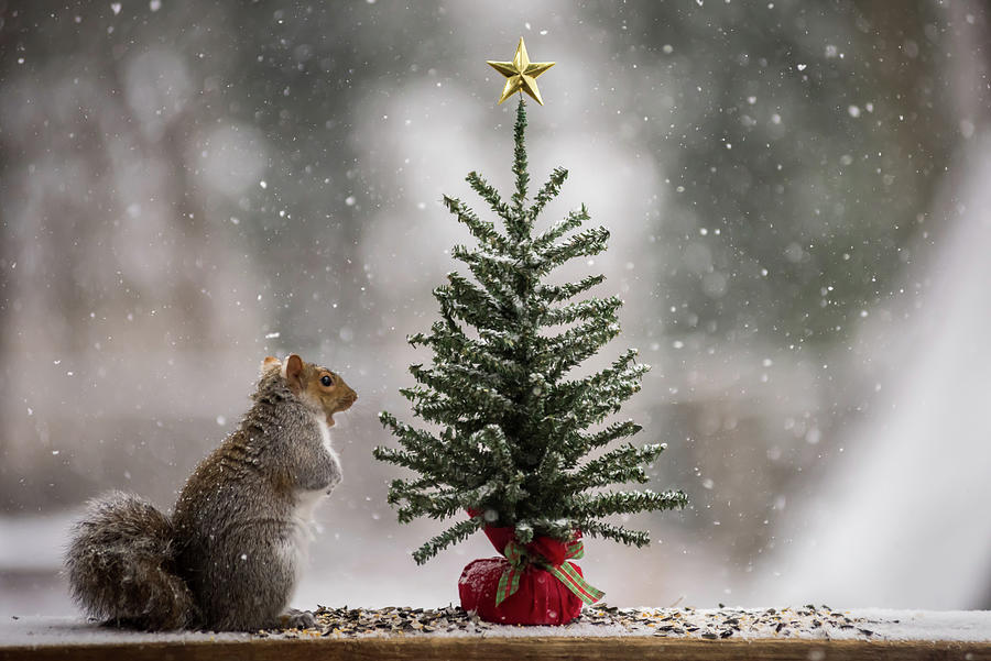 Christmas Squirrel Find The Magic Photograph by Terry DeLuco