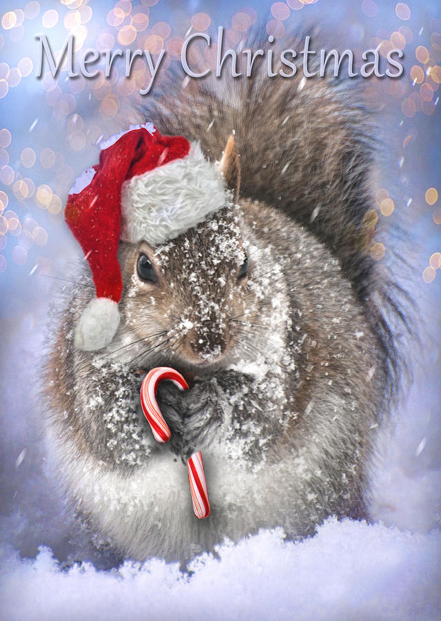 Christmas Squirrel Digital Art by Rick Fisk