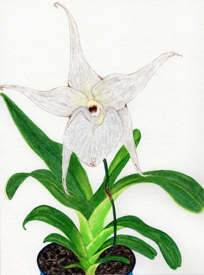 Orchid Painting - Christmas Star Orchid by Crystal Dawn Studios